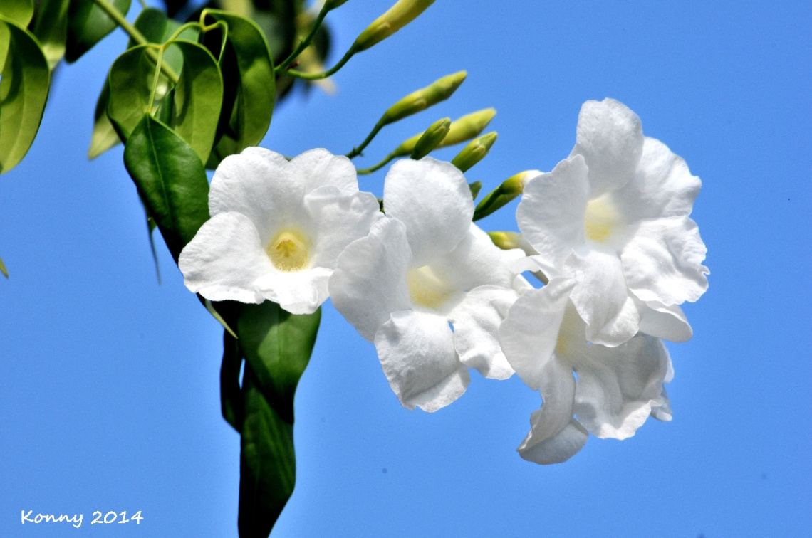 FOR YOU ♥  