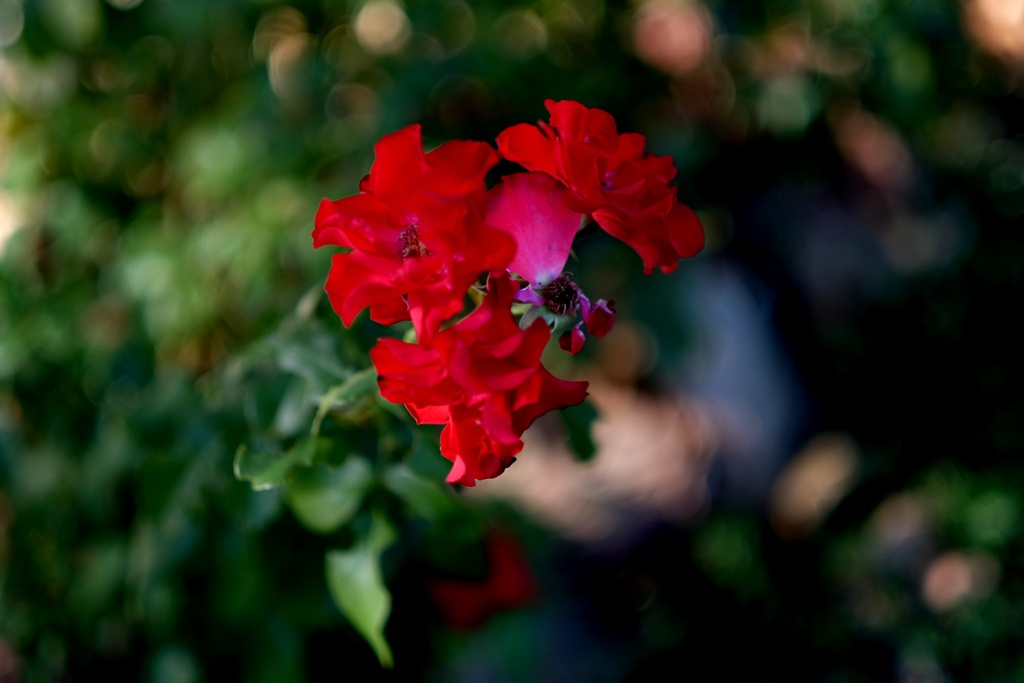 Bokeh