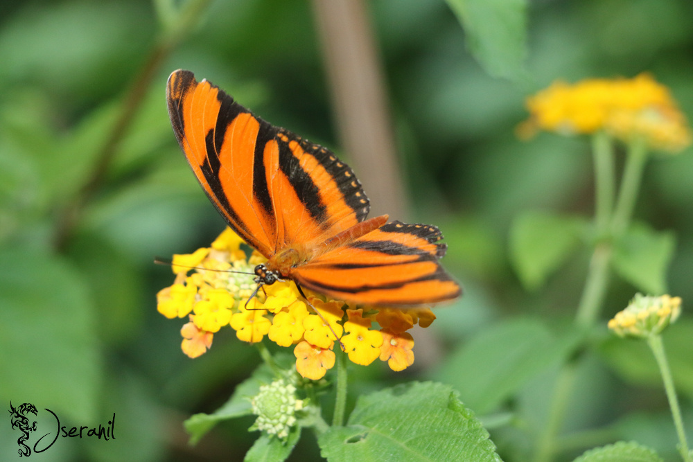 Butterfly II