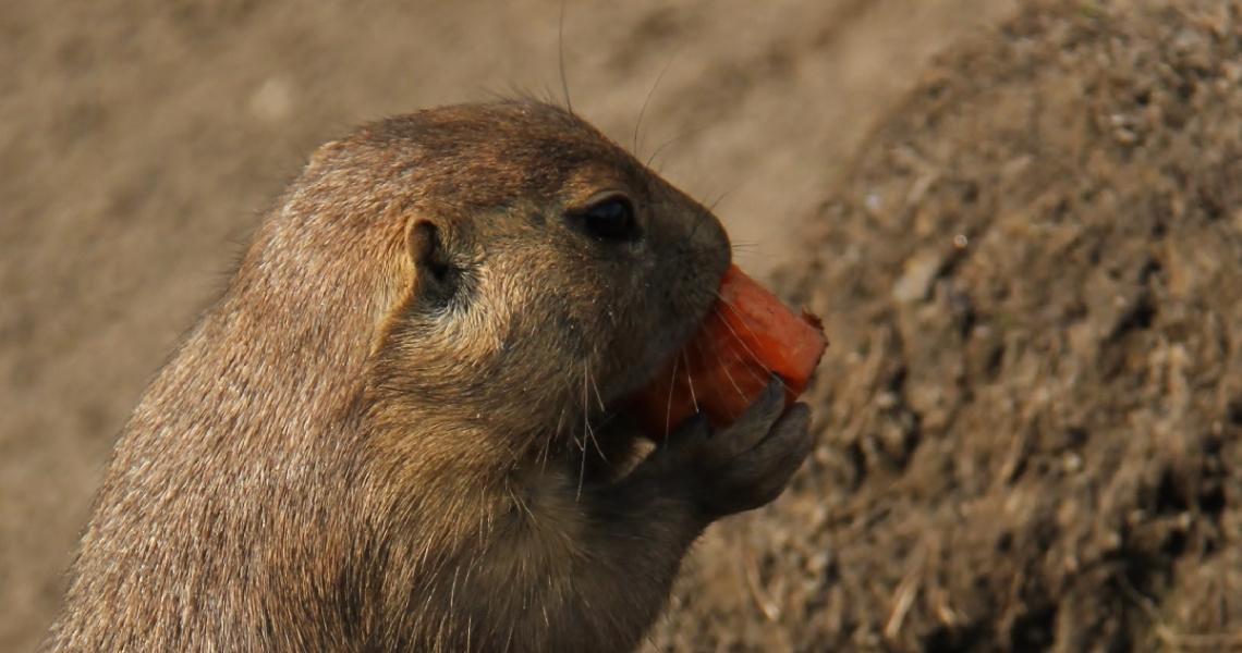 A Carrot For A Little Chap