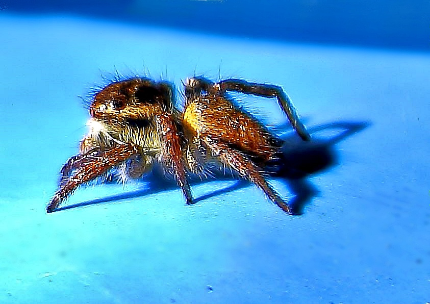 Örümceğin GecePozu-Spider Exposure Night