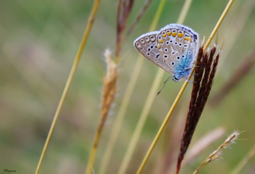 Kelebeğin çok gözlüsü :)