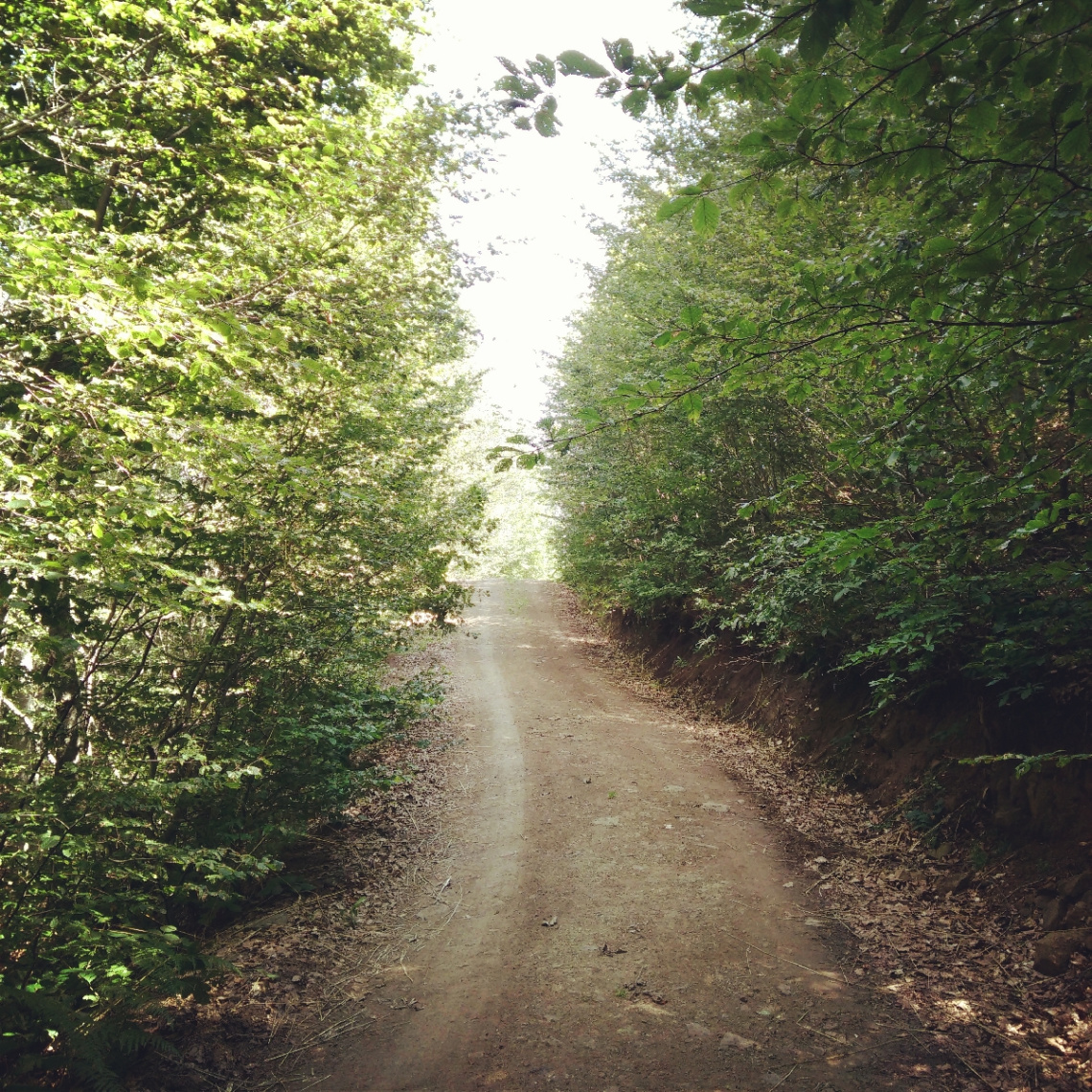 Orman Yolu