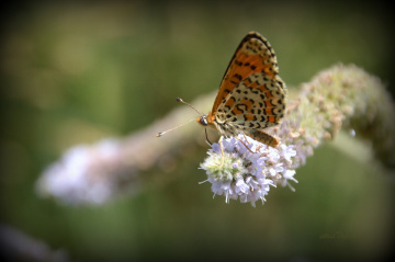 İNATÇI..........................