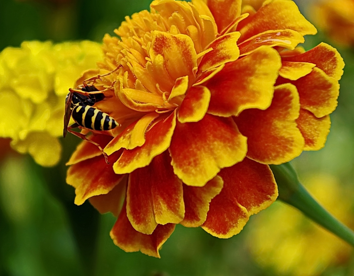 Wasp at Work