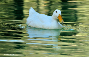 THE DUCK 