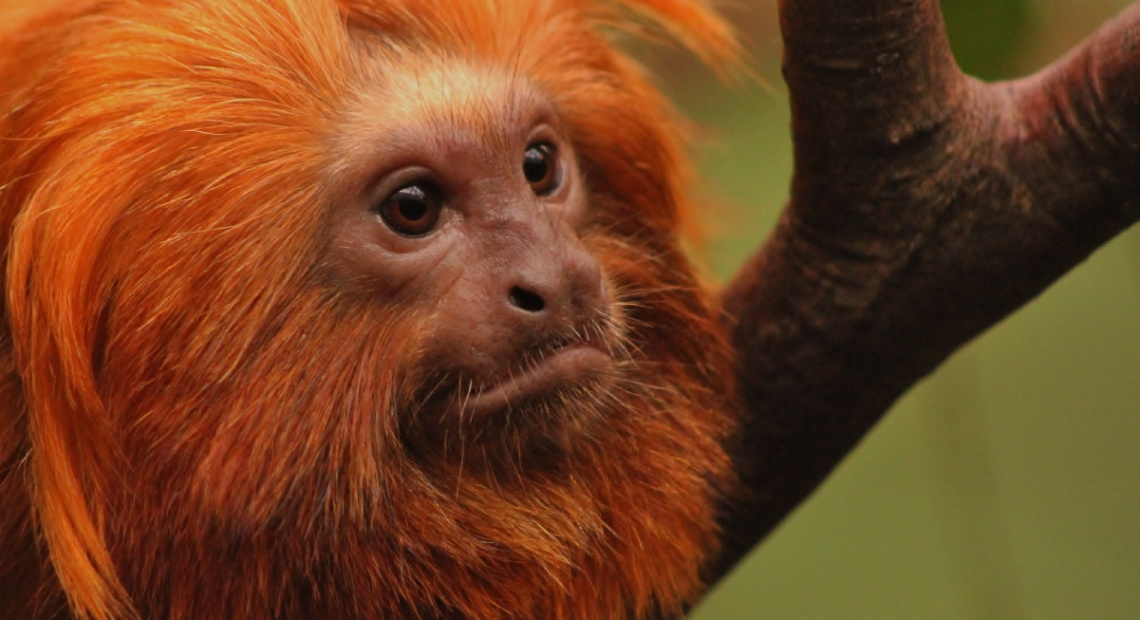 LIon Monkey On Alert
