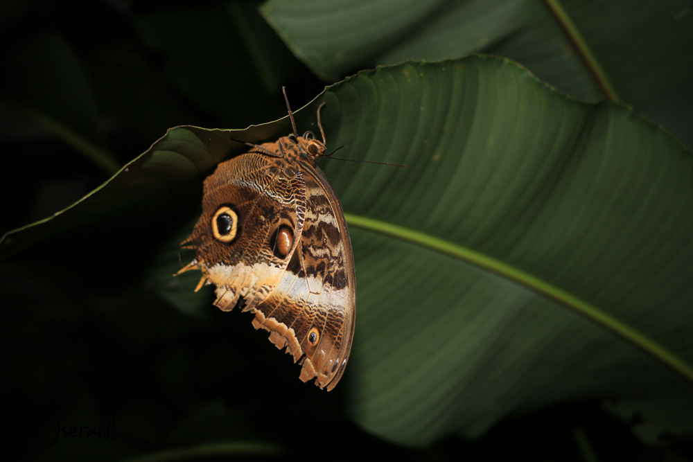 Butterfly VIII
