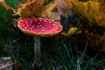 Fliegenpilz