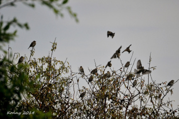 life was revived just after rain... ♥  