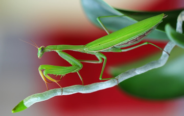 Mantis