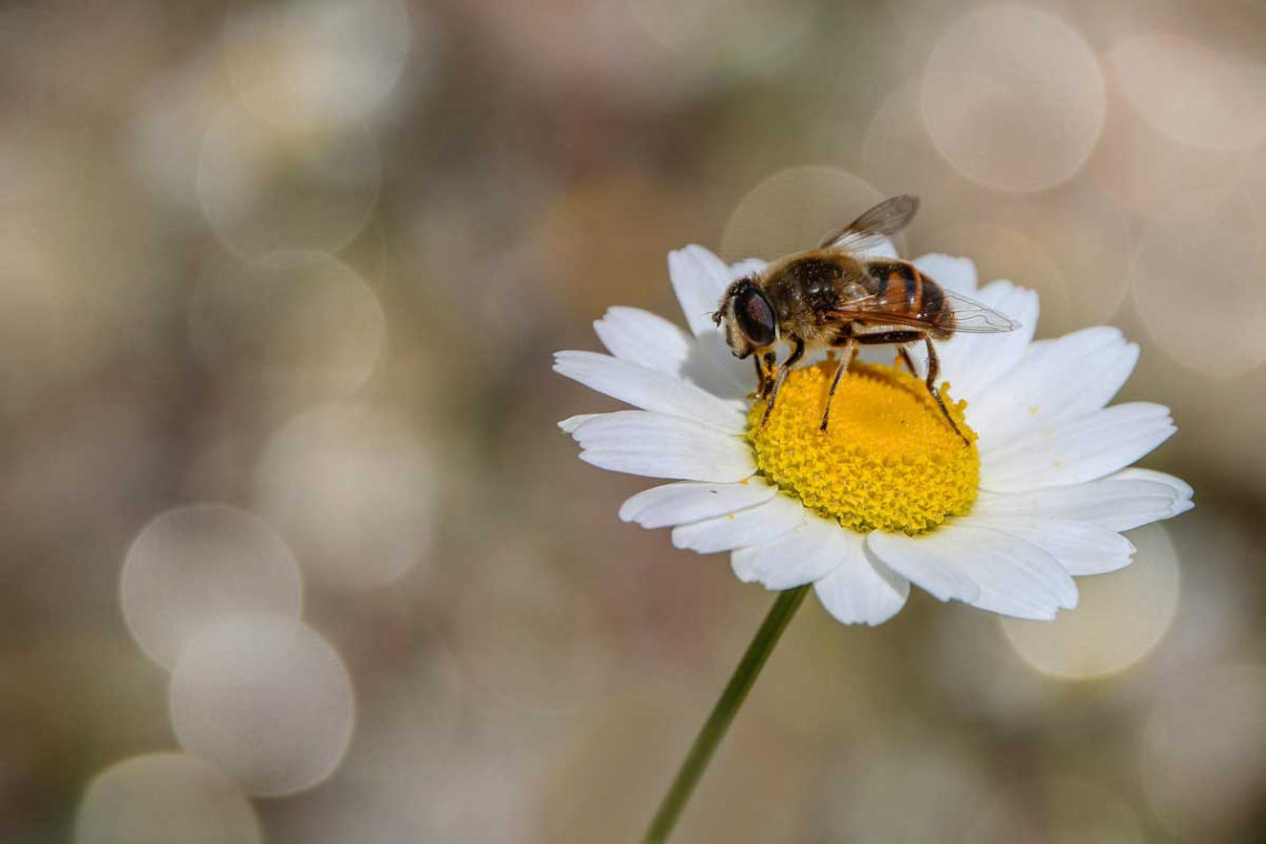 a honeybee
