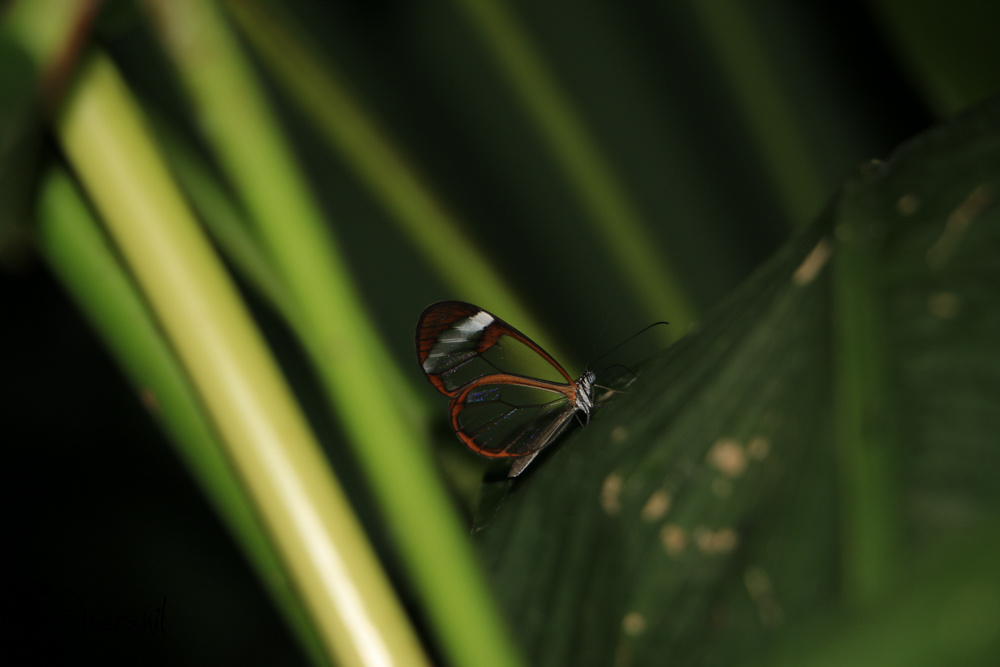 Butterfly IX