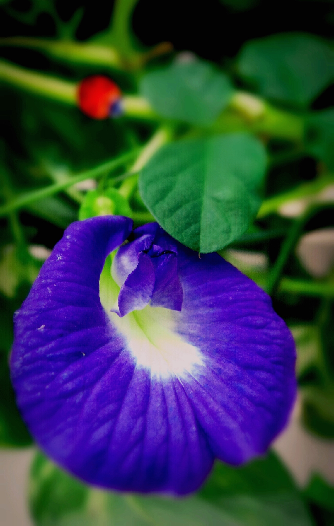 Blue Blooms