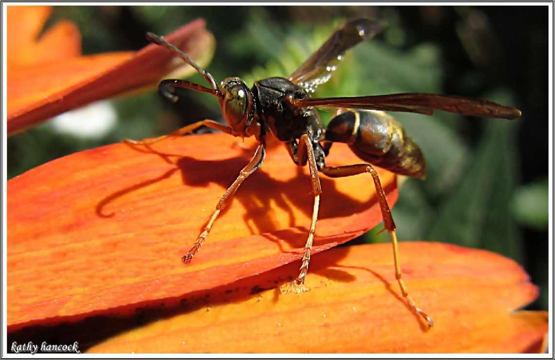  wasp on echinacea