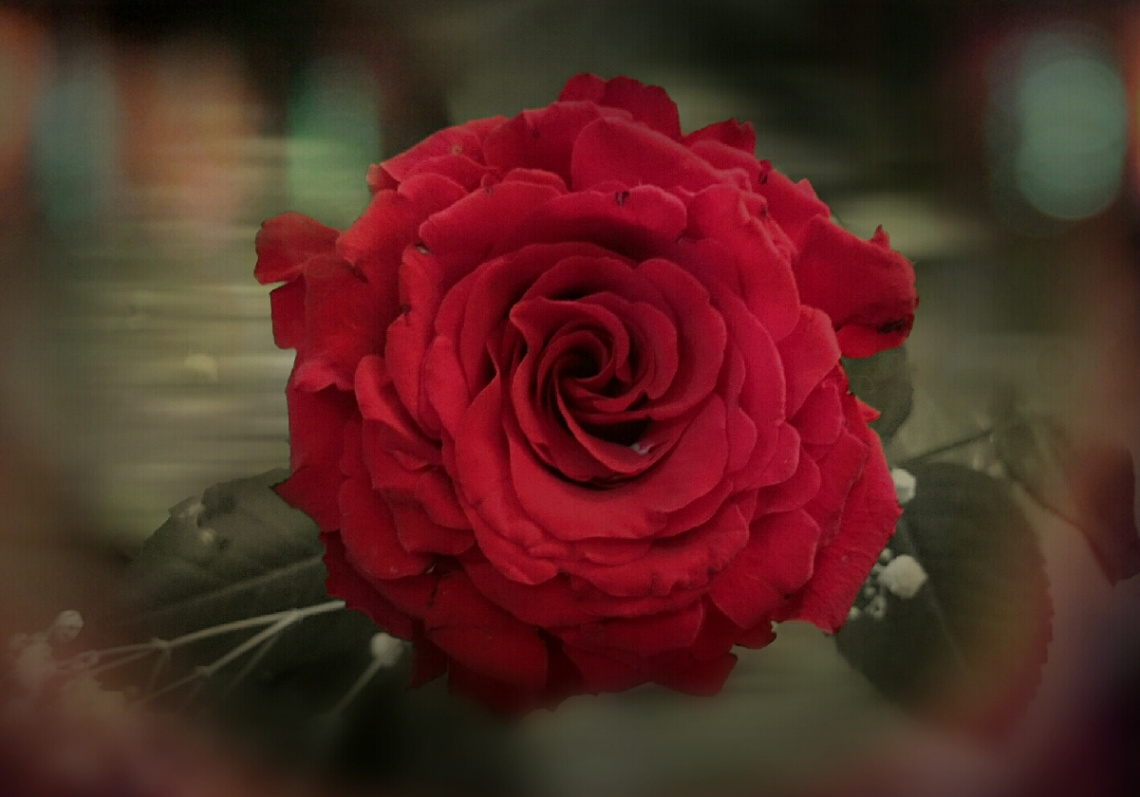A Rose for Rose 