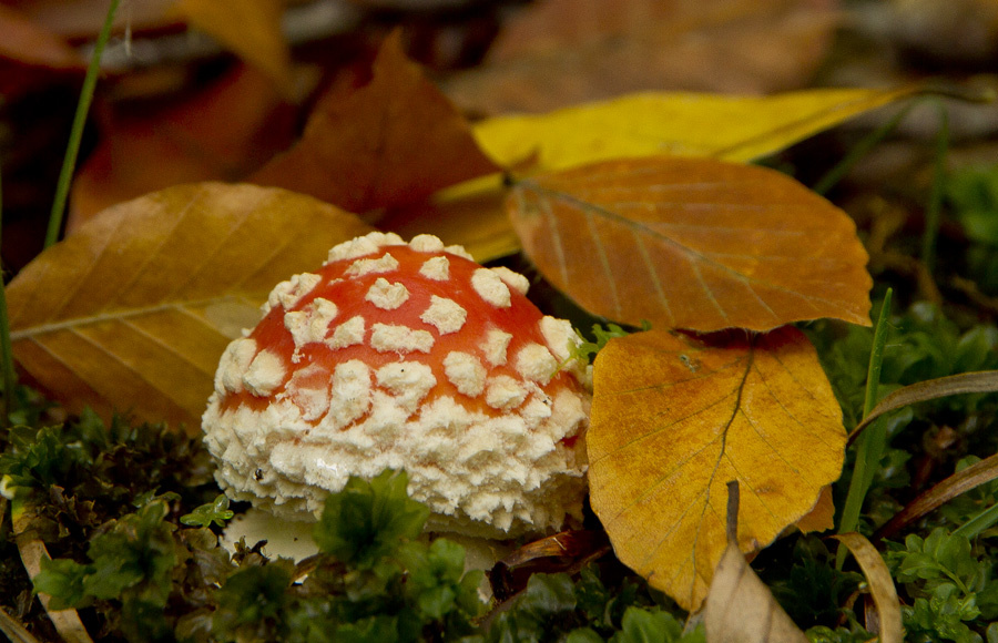 Mantar-Mushroom