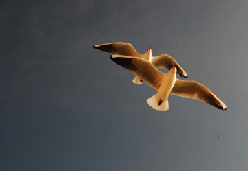 Seagulls
