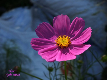 ÇİÇEKLERE KIYMAYIN EFENDİLER !