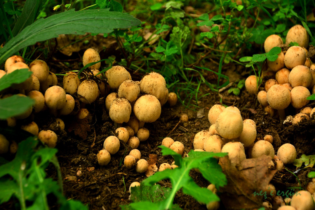 Mantar / Mushroom