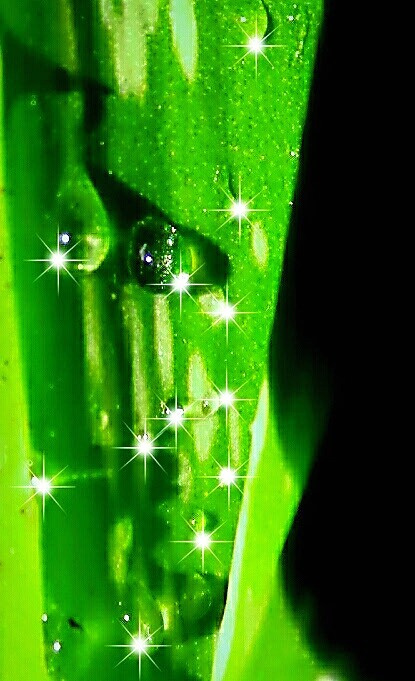 Dazzling Drops
