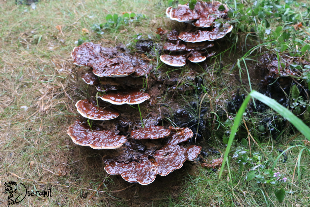 Mushrooms I