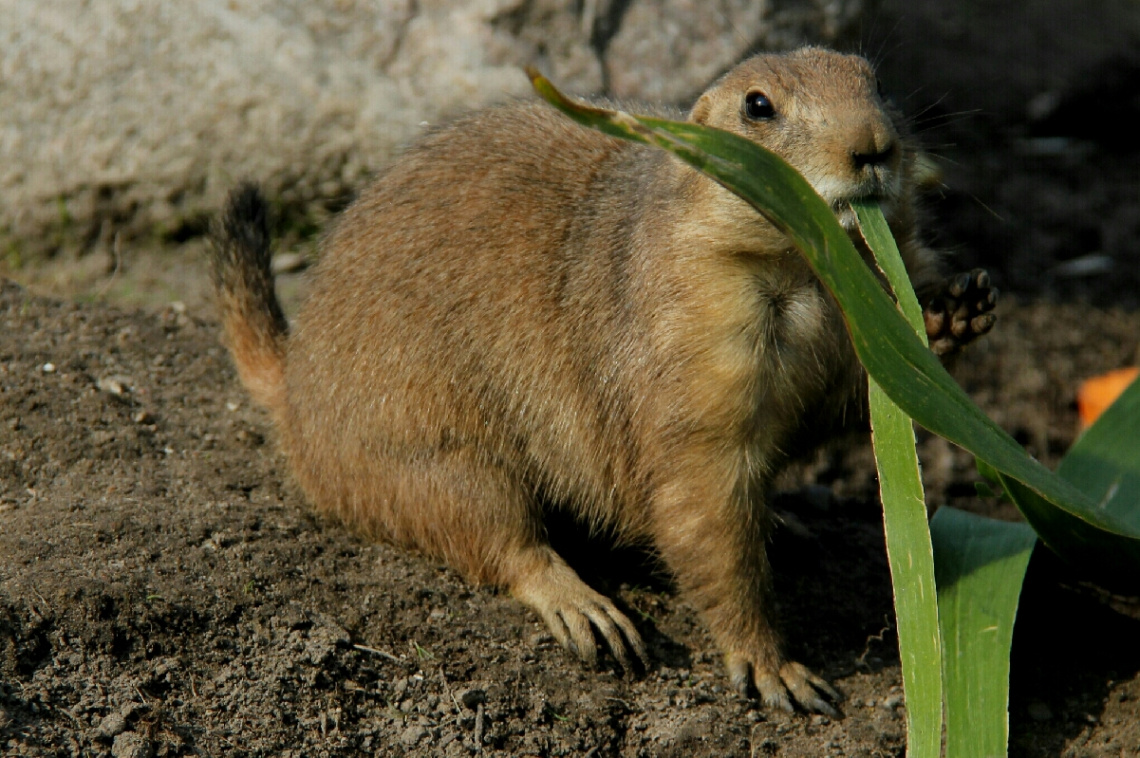 Hungre Little Chap