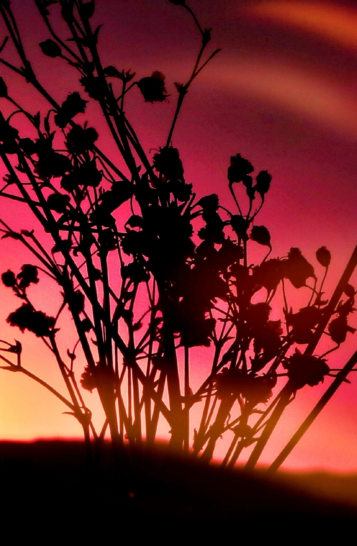Dawn Breaking Behind The Bush