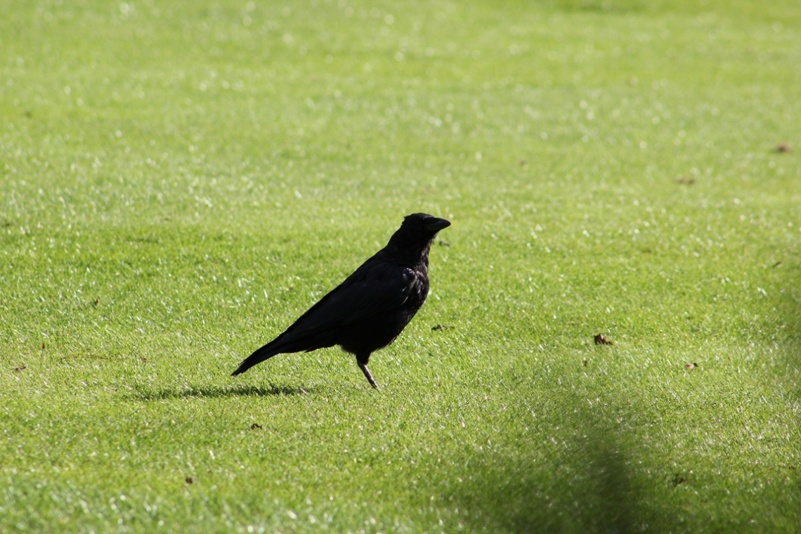 The black dot, Richmond Park 2014