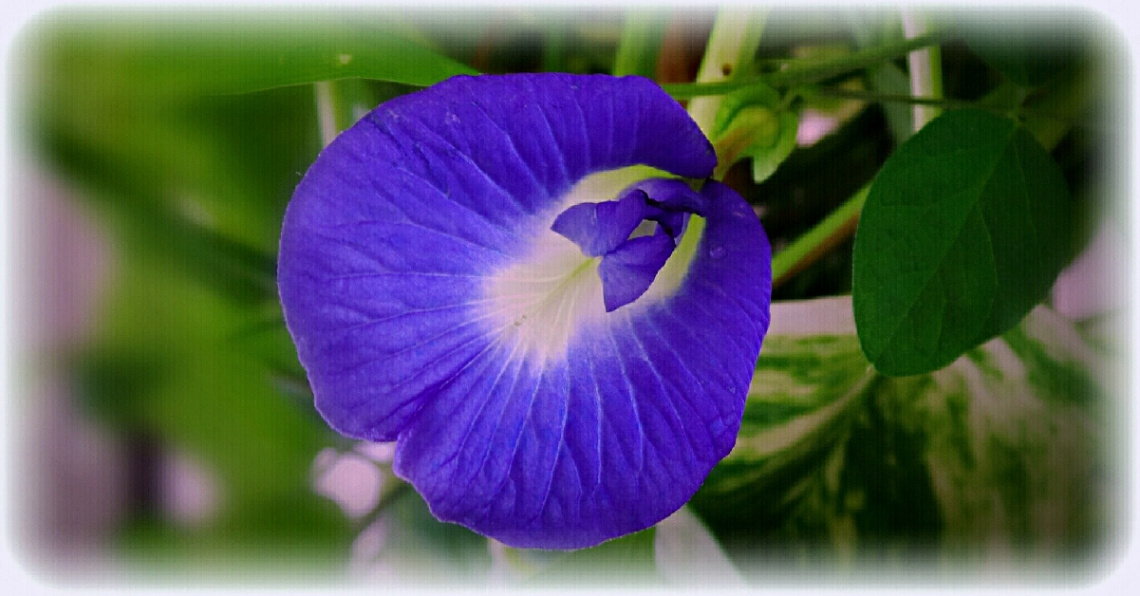 Good Evening 