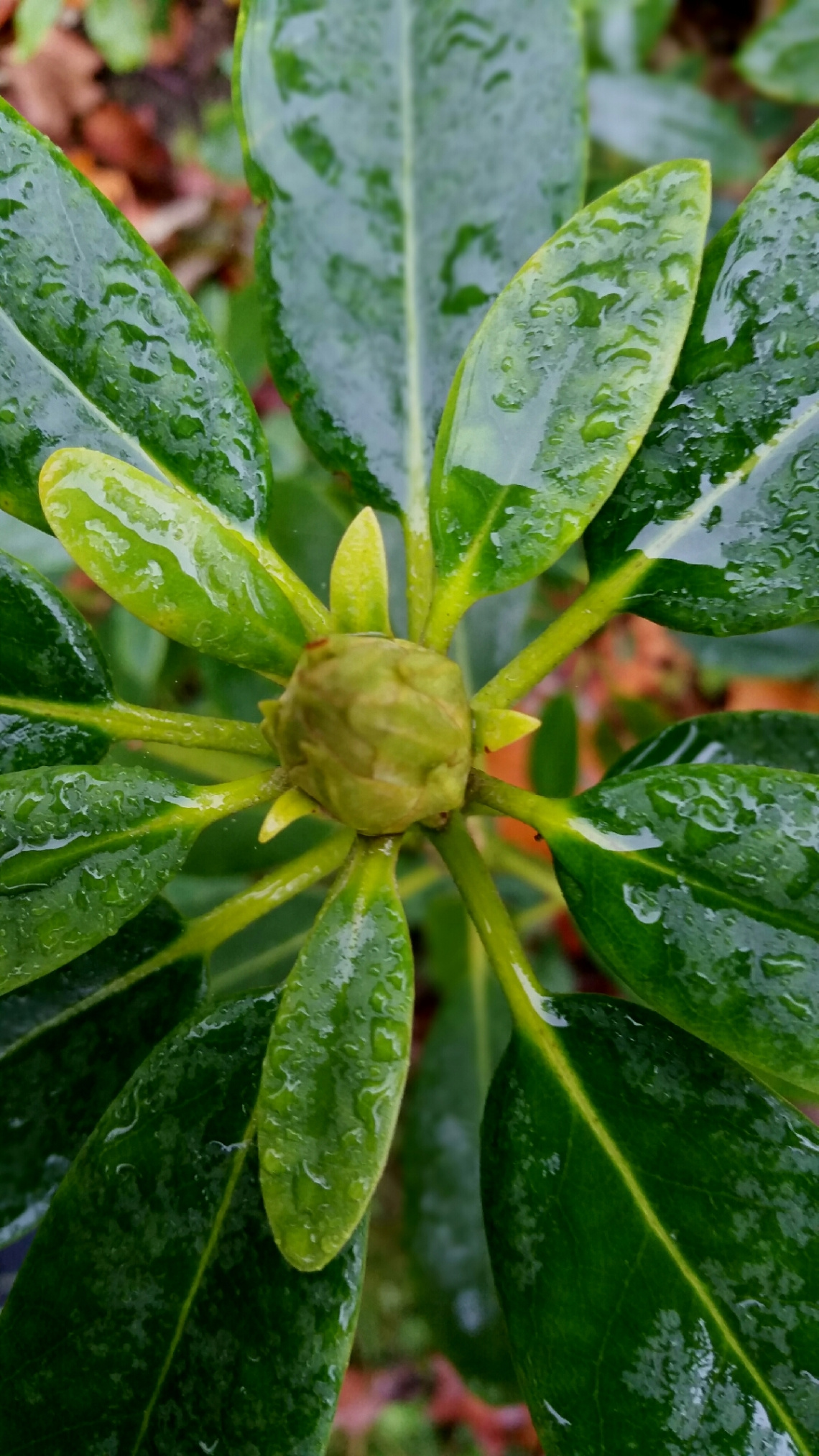 Green Is Hope