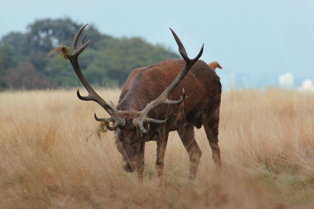 Deer grazing, Richmond Park, London 2014