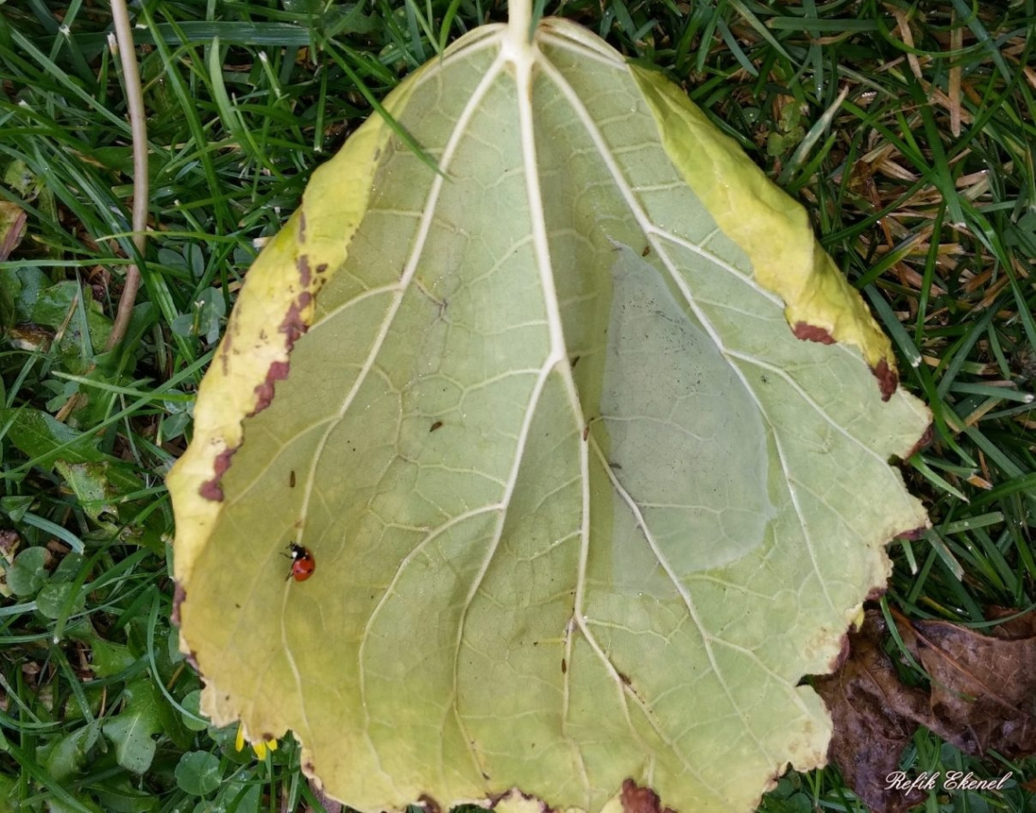 Uğur Böceği