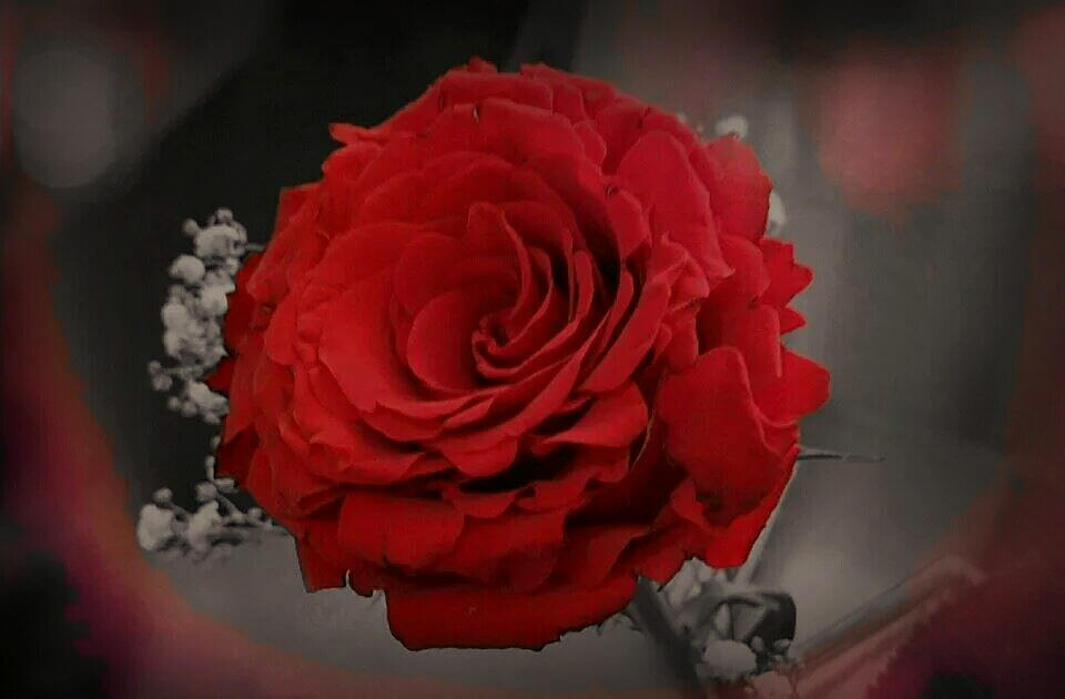 A Red Rose 