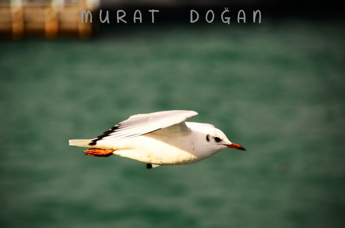 Jonathan Livingston