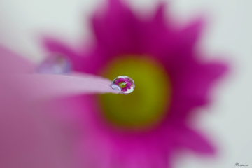 Flowers and Drops