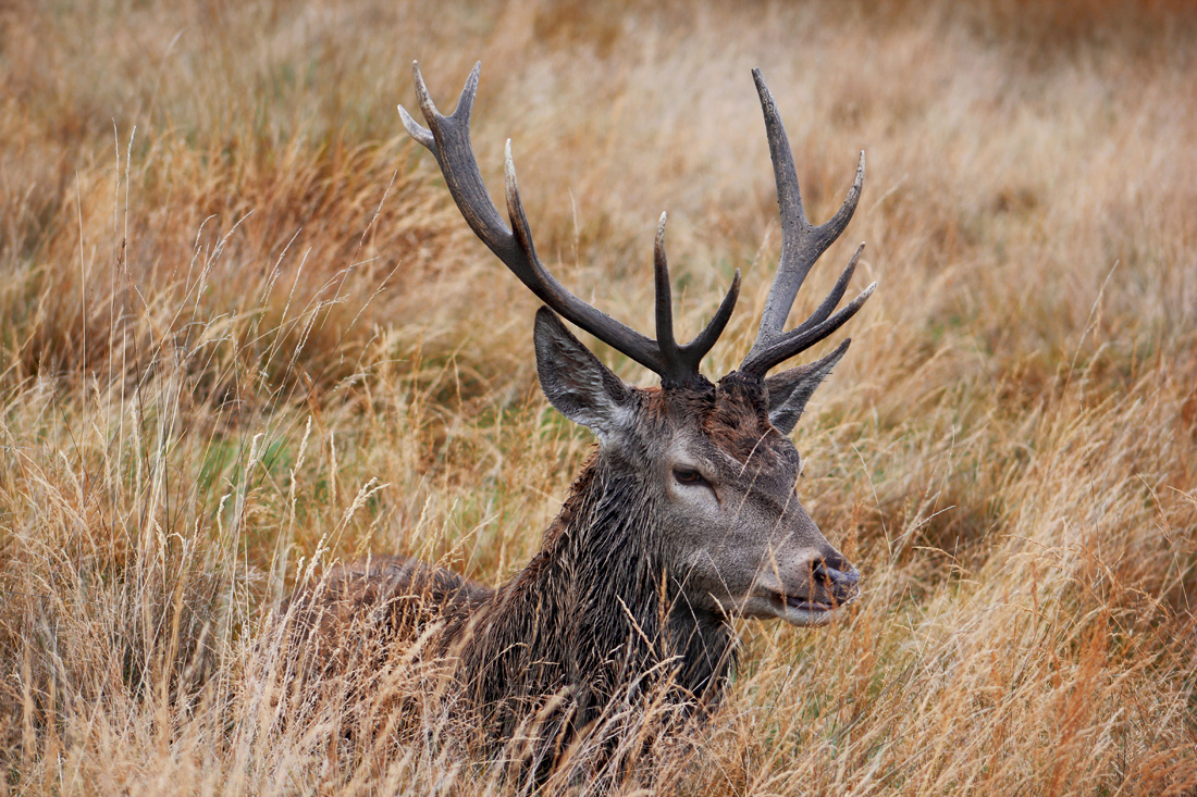 Deer sitting in the hay Richmond Park 