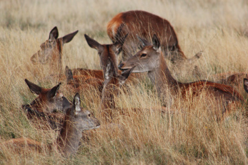  Young females deers hidden in the hay