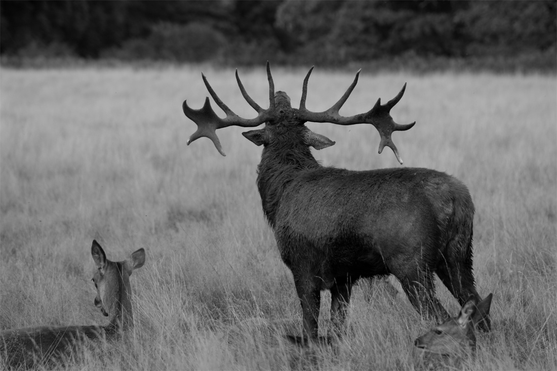 Deer exposing his horns!!