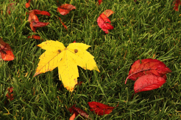 Bir de Lacivert lazım...