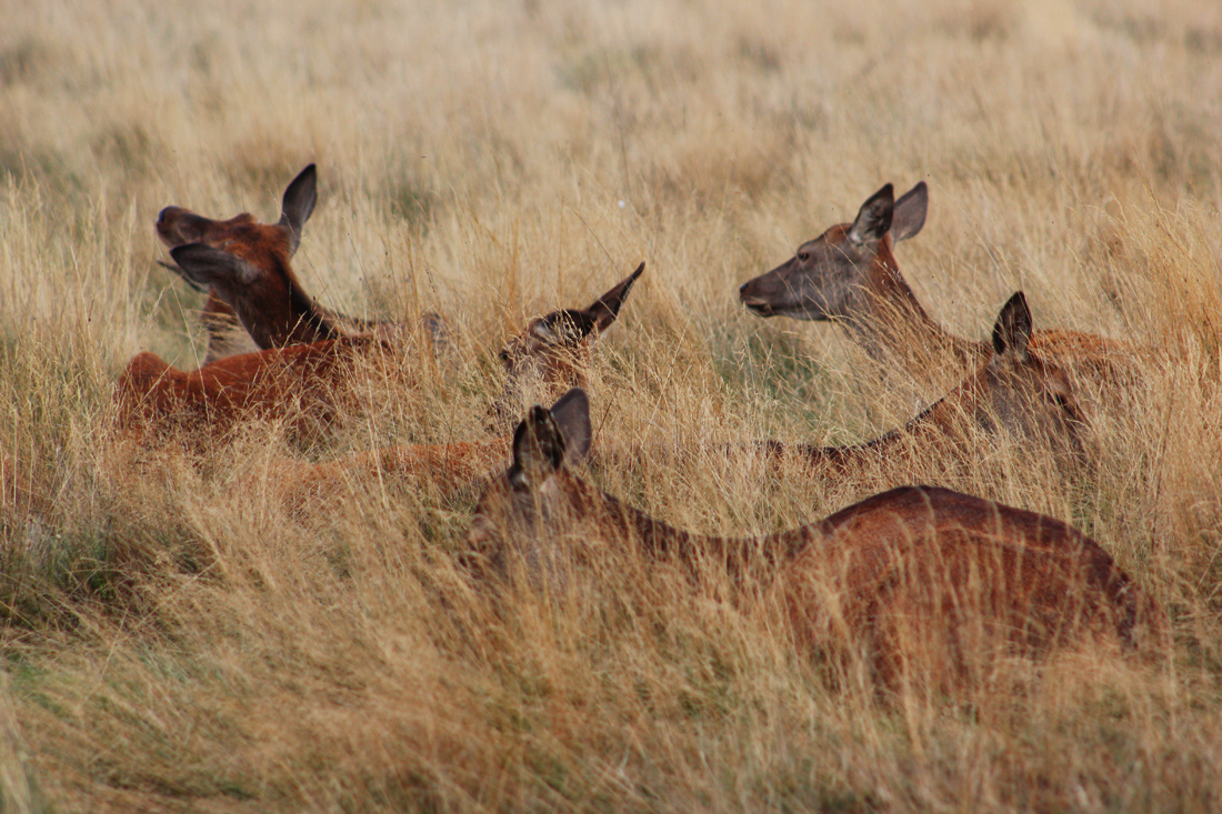 Young females deers hidden in the hay
