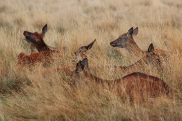 Young females deers hidden in the hay