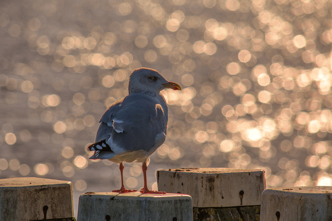 Sunbath in the evening sun