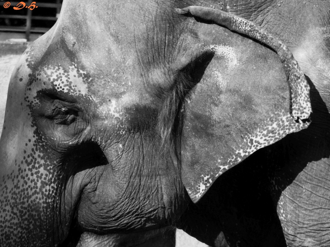 Elefant
