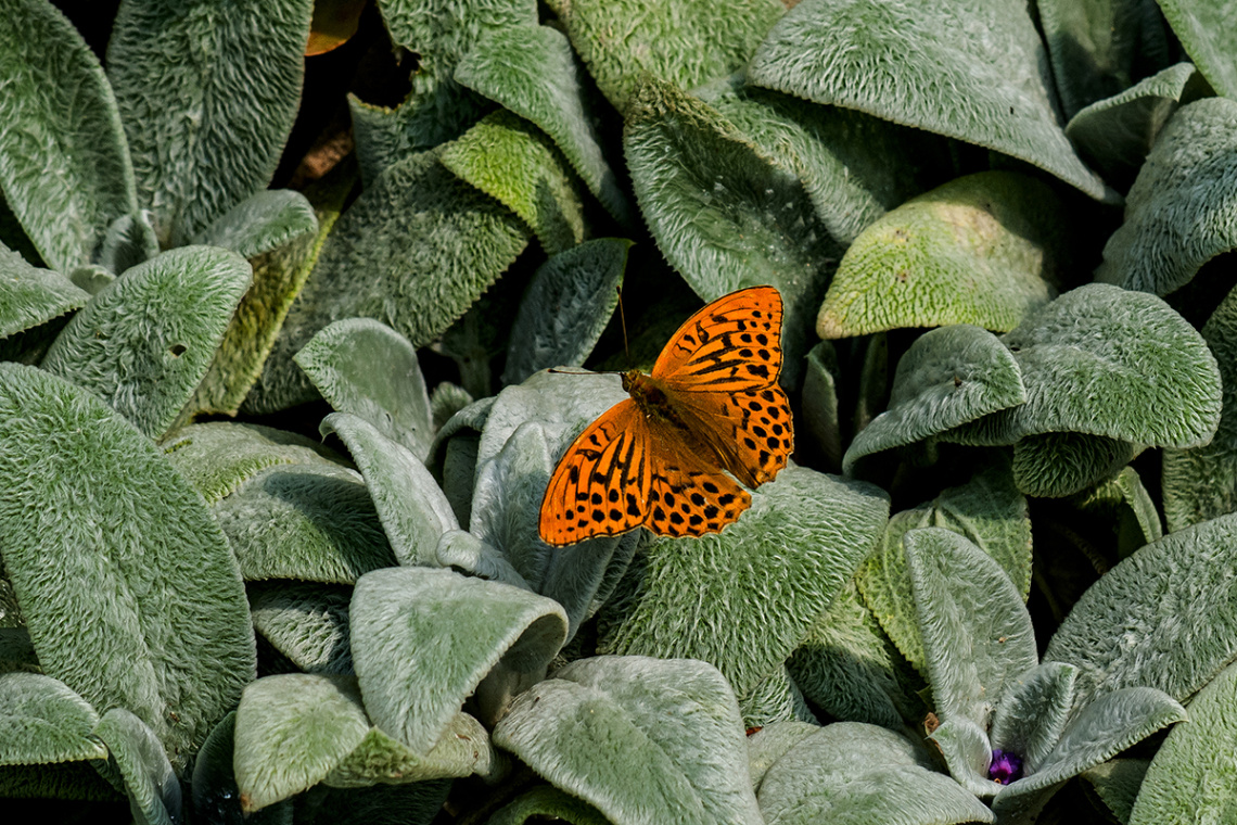 Butterfly 