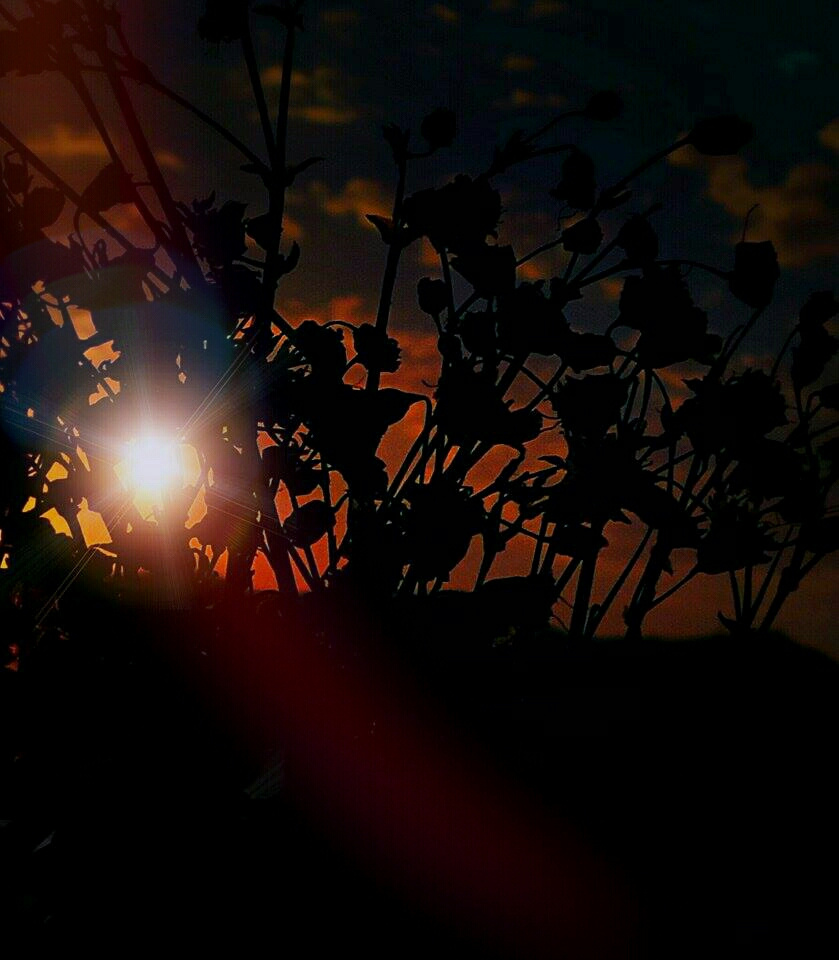 Morning Has Broken 