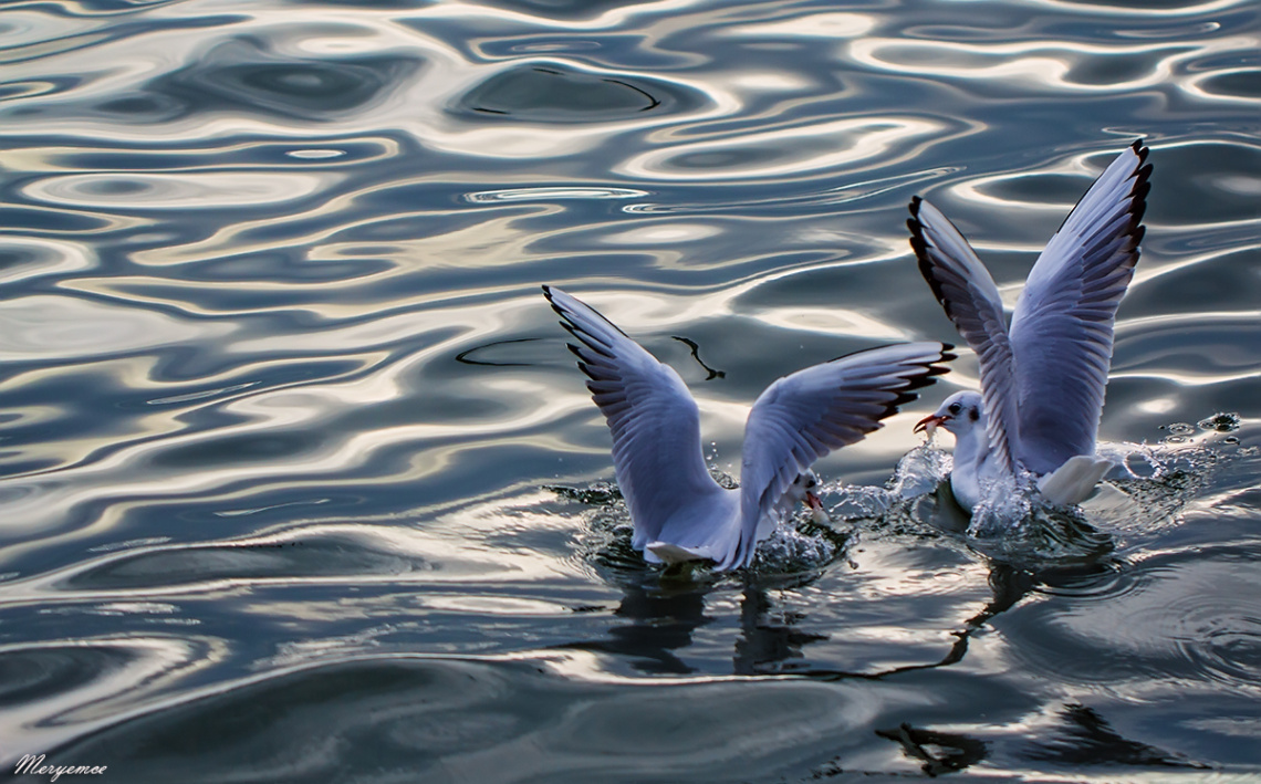Martı / Seagulls