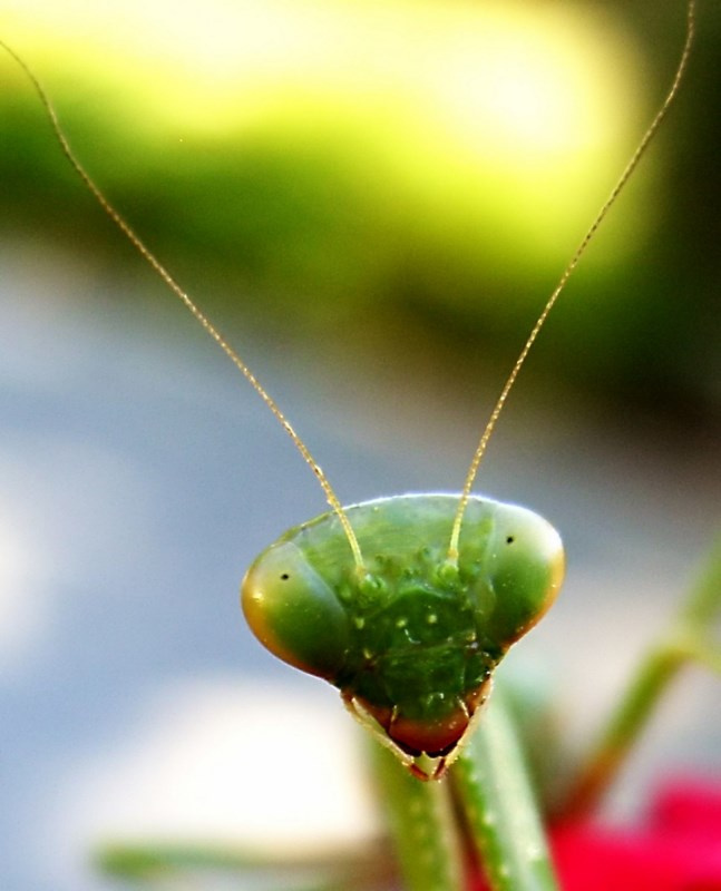mantis