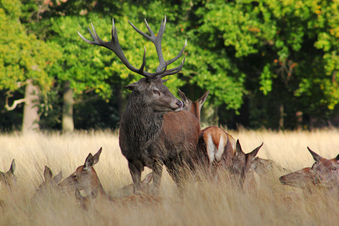Deer showing his power