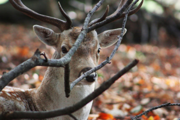 Young Deer 